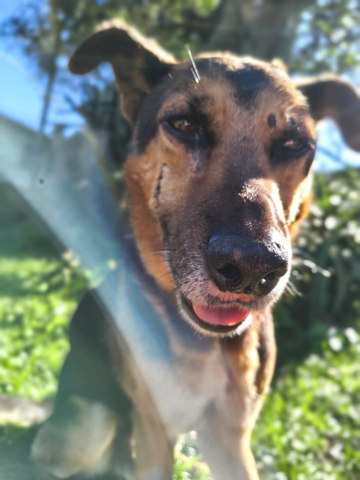 Véio