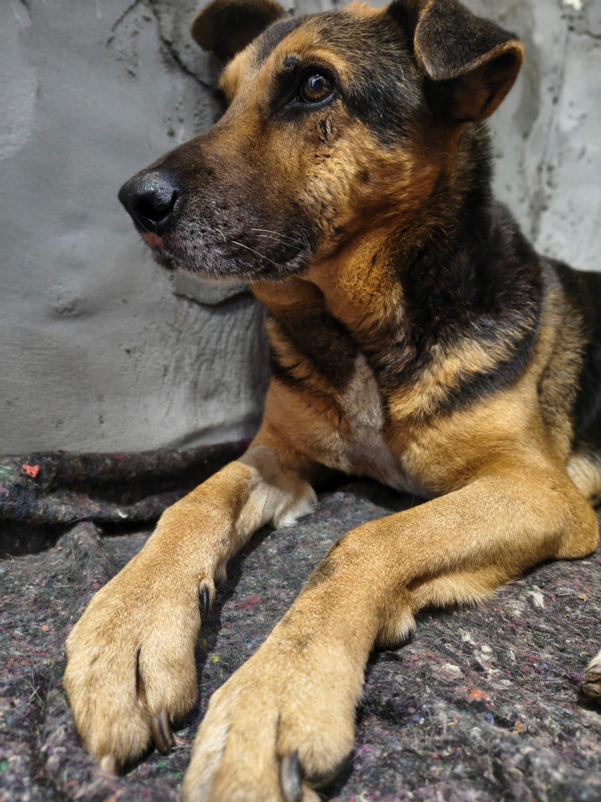Véio