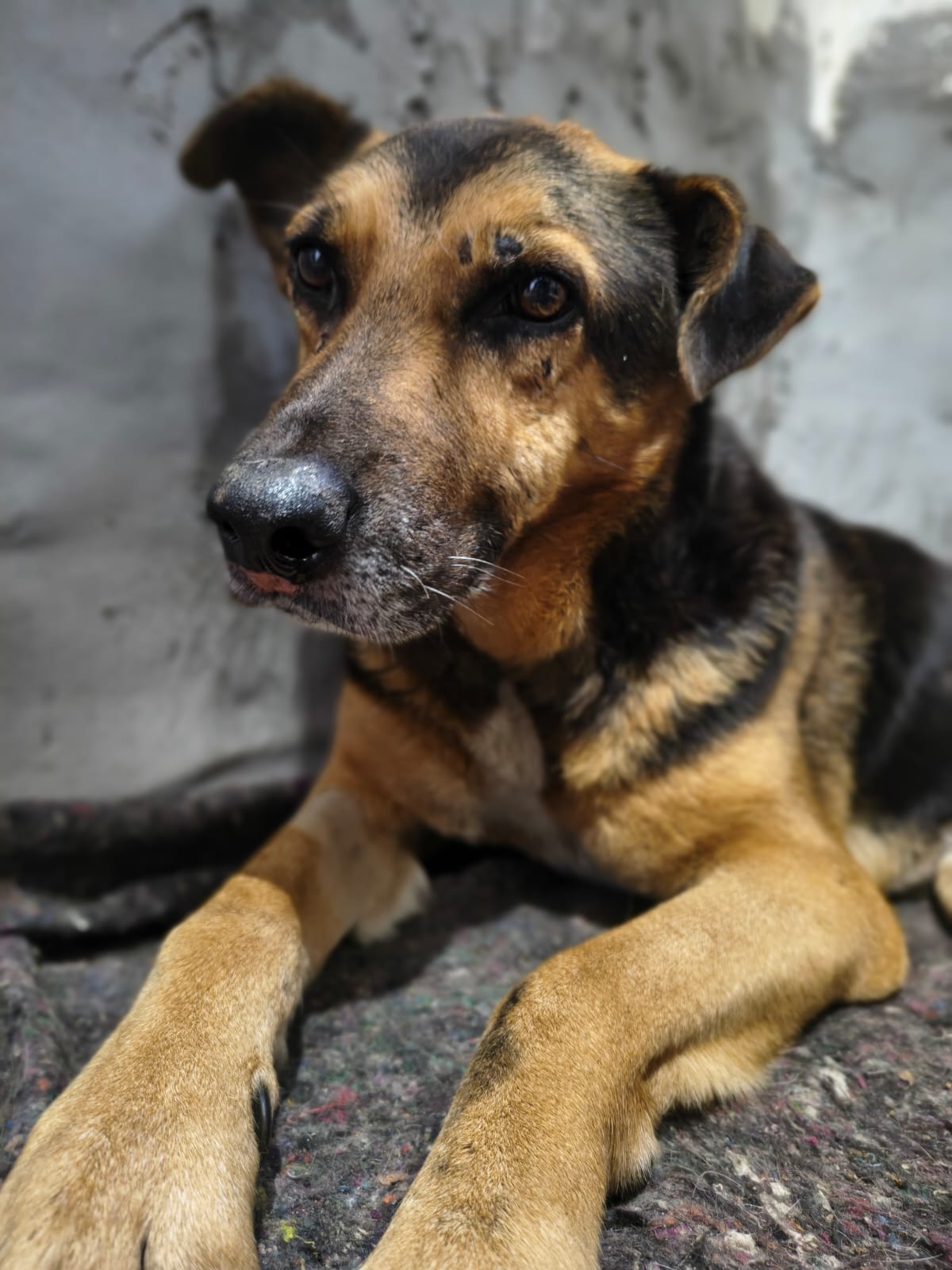 Véio
